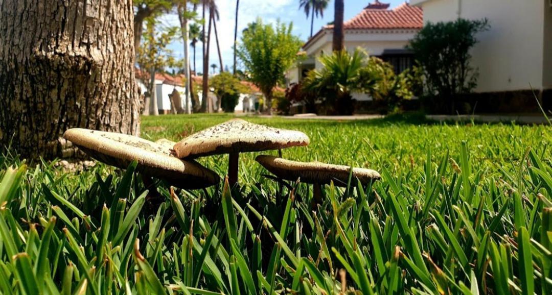 Bungalow Luisy Maspalomas  Kültér fotó